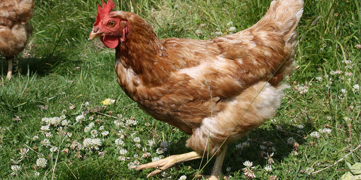 birdsbest-11 birdsbest-11